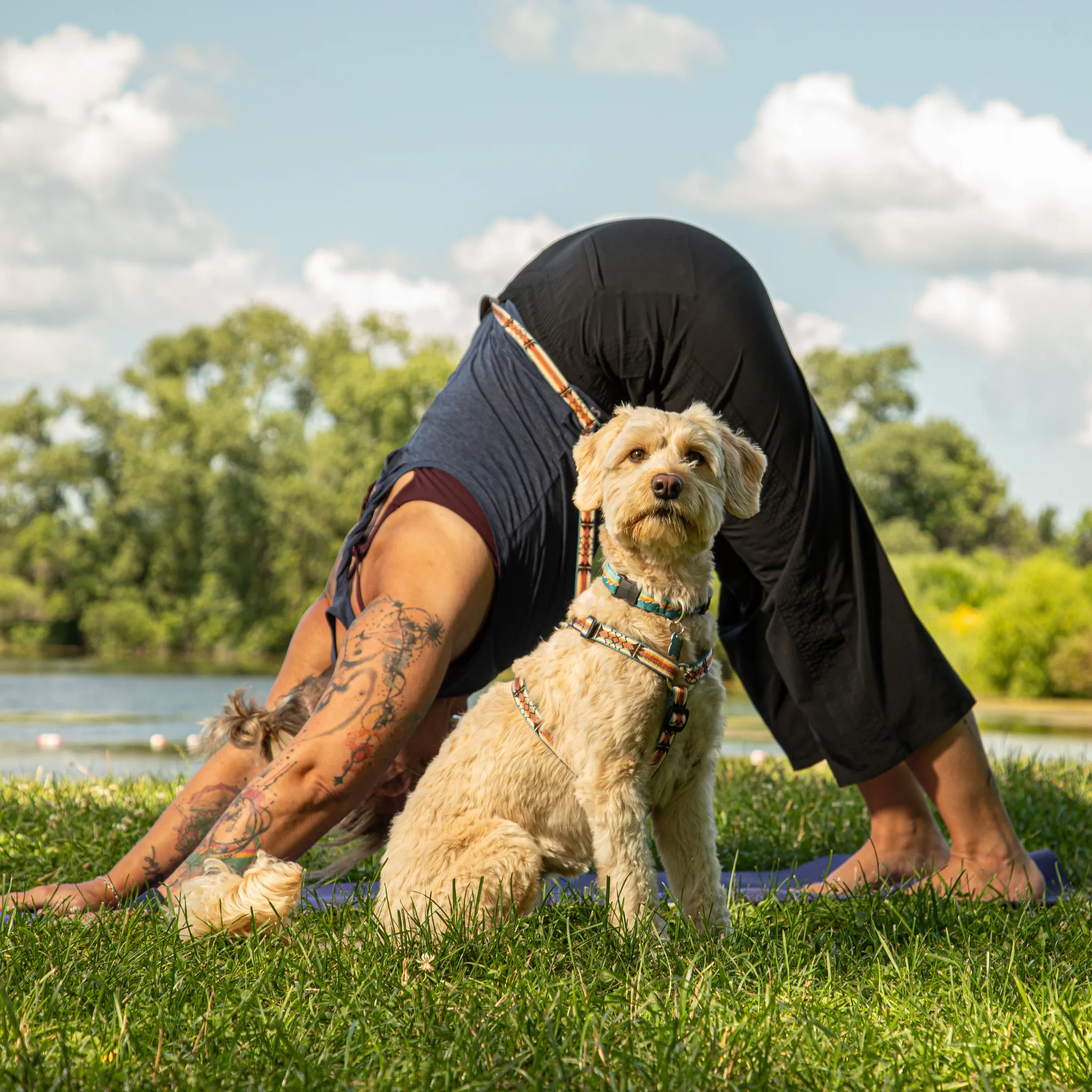 Adjustable Hands-Free Leash