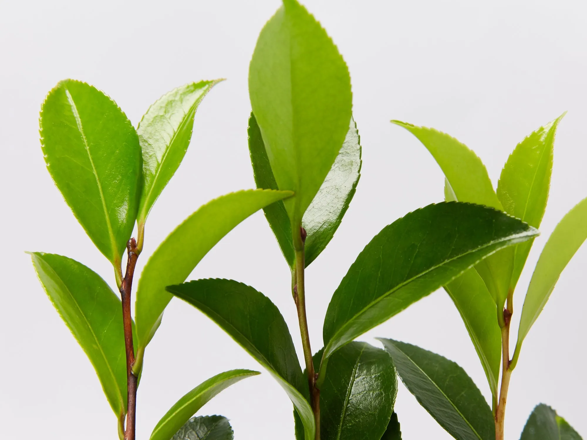 Camellia sasanqua Exquisite