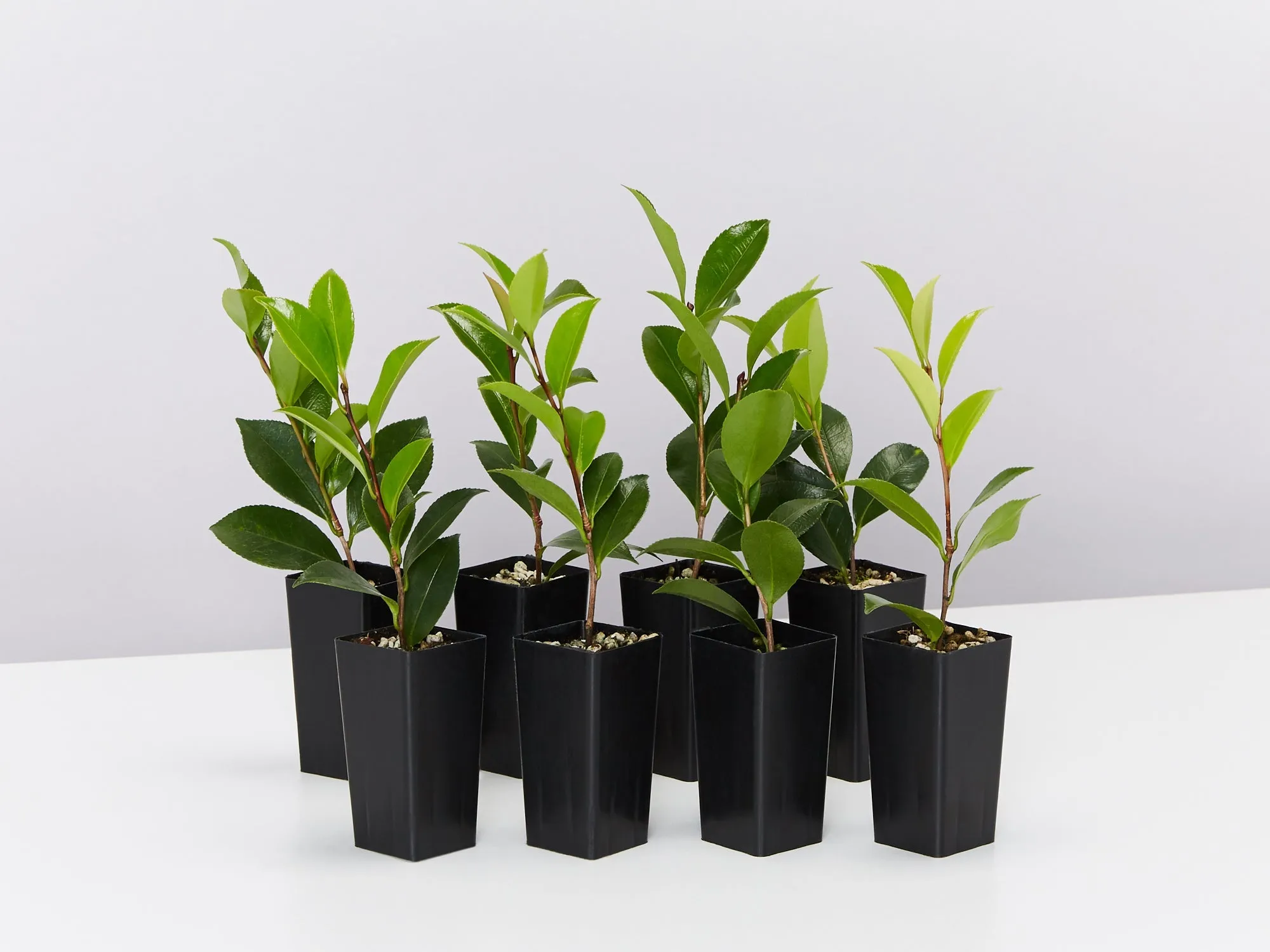 Camellia sasanqua Exquisite