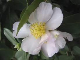 Camellia sasanqua Exquisite