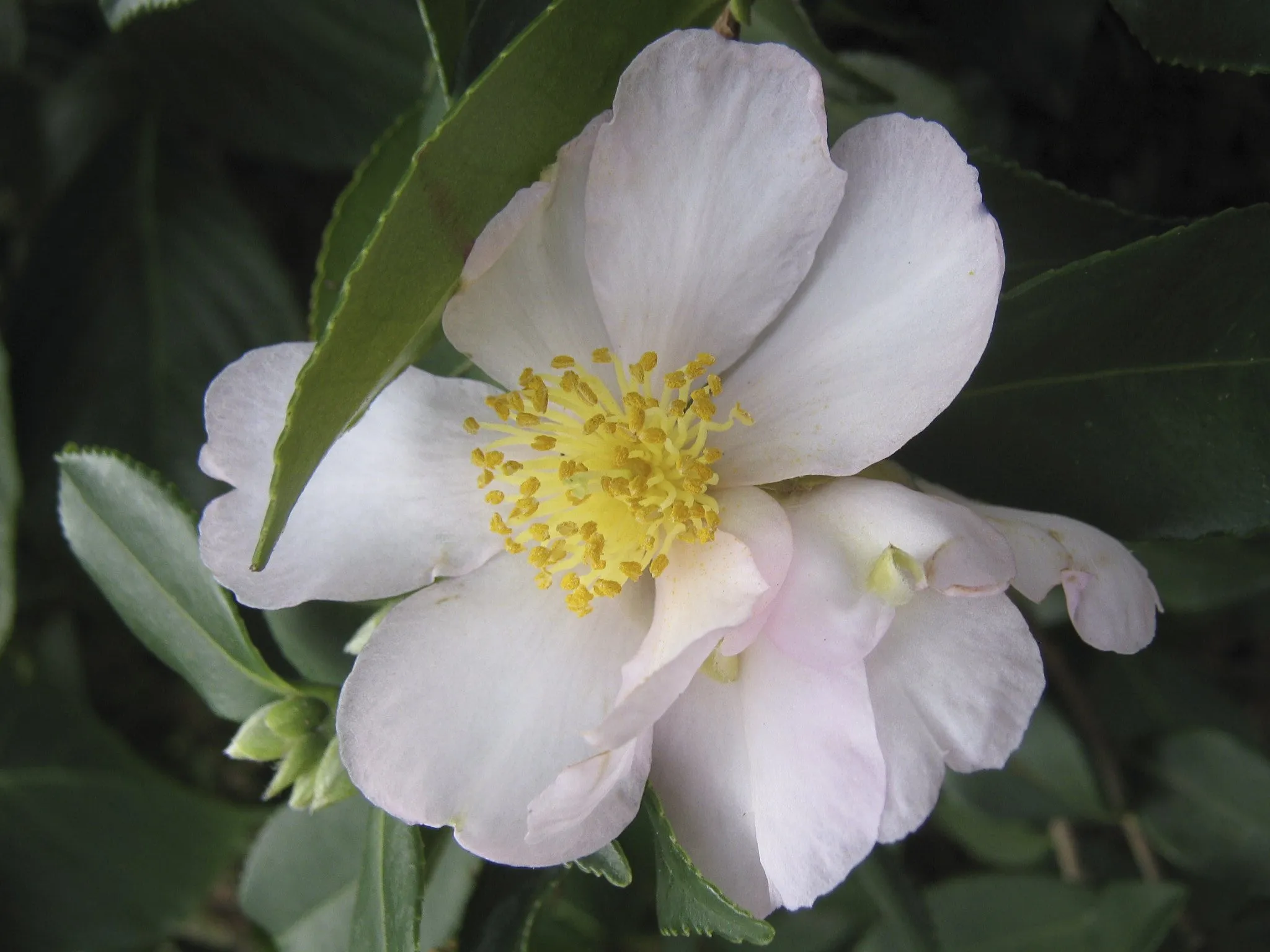 Camellia sasanqua Exquisite