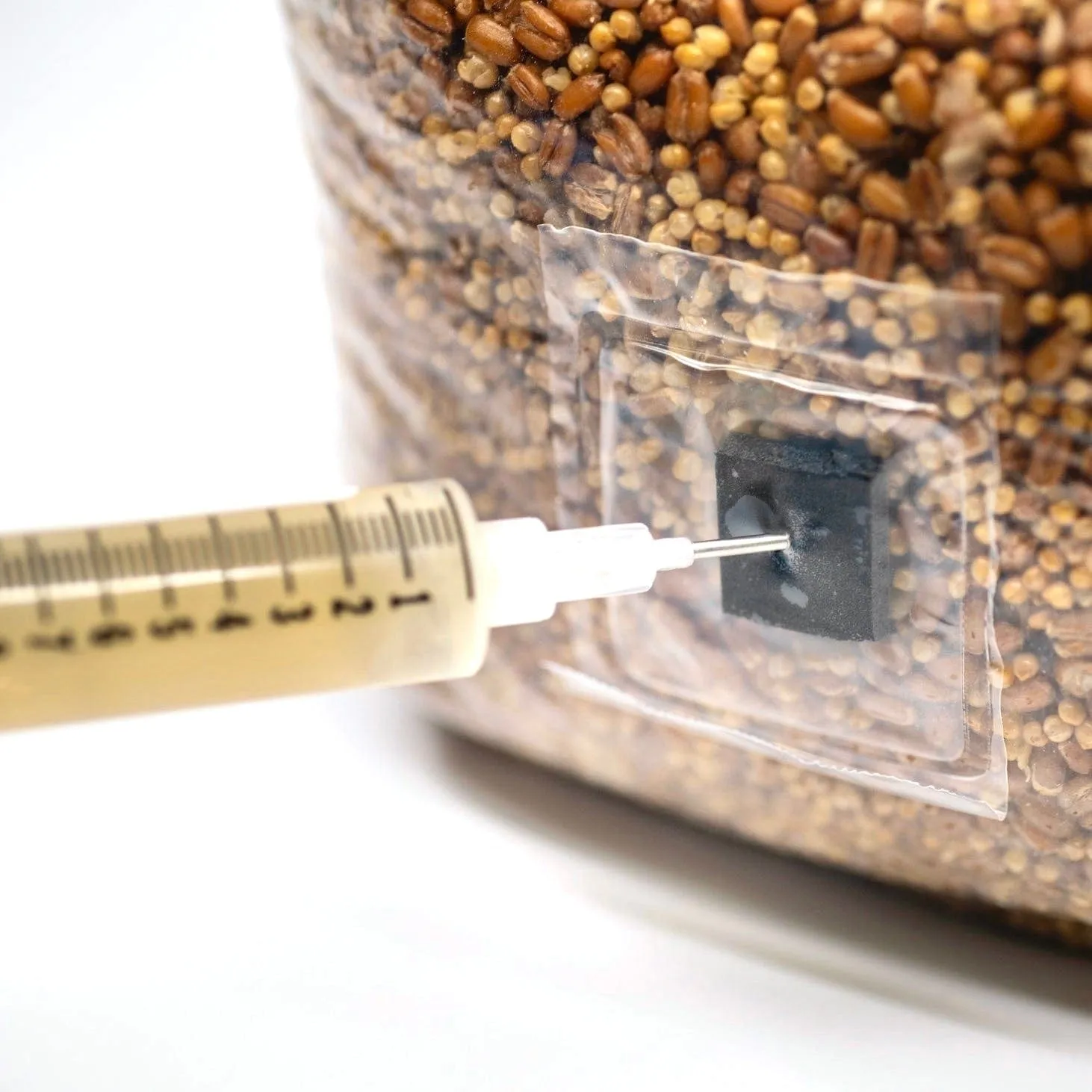 Organic Elm Oyster Mushroom Liquid Culture Syringe