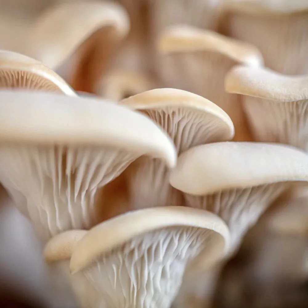 Organic Elm Oyster Mushroom Liquid Culture Syringe